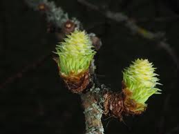 Attēlu rezultāti vaicājumam “Larix kaempferi female flower”