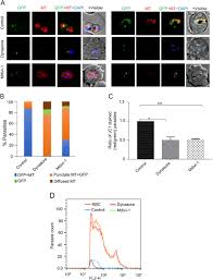 Attēlu rezultāti vaicājumam “Dianema depressum plasmodium”