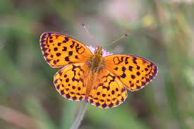 Attēlu rezultāti vaicājumam “Brenthis ino upperside”