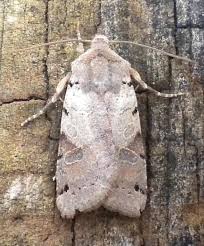 Attēlu rezultāti vaicājumam “Agrochola litura imago”