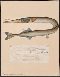 Attēlu rezultāti vaicājumam “Belone belone”