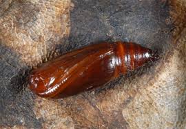 Attēlu rezultāti vaicājumam “Colostygia pectinataria”