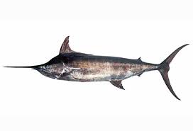 Image result for Makaira mazara