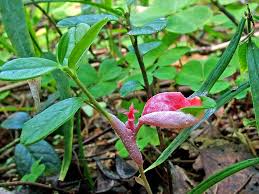 Attēlu rezultāti vaicājumam “Exobasidium vaccinii”