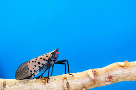 Attēlu rezultāti vaicājumam “Lycogala persicum macro”