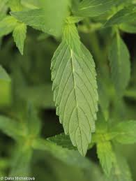 Image result for Galeopsis segetum