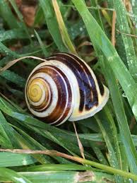 Attēlu rezultāti vaicājumam “Cepaea hortensis”