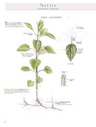 Attēlu rezultāti vaicājumam “Urtica dioica fruit”