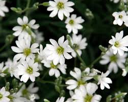 Attēlu rezultāti vaicājumam “Stellaria holostea flower”
