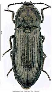 Attēlu rezultāti vaicājumam “Selatosomus aeneus”