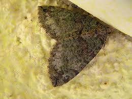 Attēlu rezultāti vaicājumam “Hydriomena furcata”