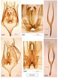 Attēlu rezultāti vaicājumam “Tischeria complanella larva”