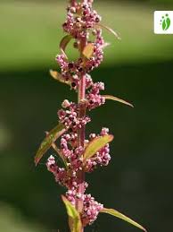Attēlu rezultāti vaicājumam “Chenopodium polyspermum var. acutifolium flower”