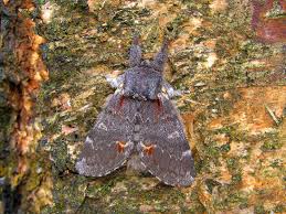 Attēlu rezultāti vaicājumam “Notodonta dromedarius”