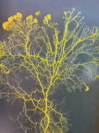 Attēlu rezultāti vaicājumam “Physarum obscurum plasmodium”