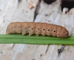 Attēlu rezultāti vaicājumam “Noctua fimbriata larva”