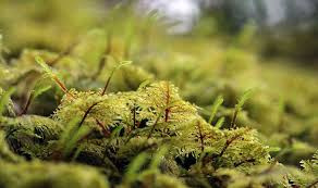 Attēlu rezultāti vaicājumam “Hylocomium splendens”