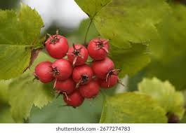 Attēlu rezultāti vaicājumam “Crataegus x macrocarpa fruit”