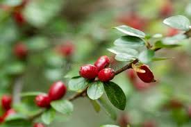 Attēlu rezultāti vaicājumam “Cotoneaster divaricatus”