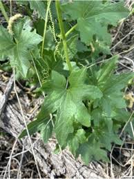 Attēlu rezultāti vaicājumam “Bryonia alba leaf”