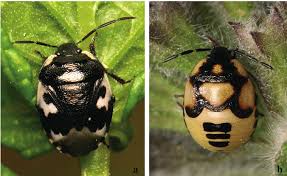 Attēlu rezultāti vaicājumam “Tritomegas bicolor nymph”