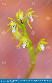 Attēlu rezultāti vaicājumam “Corallorhiza trifida flower”