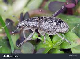 Attēlu rezultāti vaicājumam “Cleonis pigra”