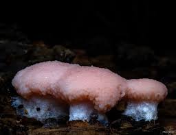 Attēlu rezultāti vaicājumam “Tubifera ferruginosa subsp. acutissima”