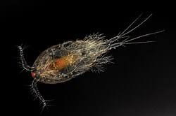 Attēlu rezultāti vaicājumam “Copepoda”
