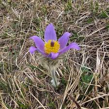 Attēlu rezultāti vaicājumam “Pulsatilla patens bud”