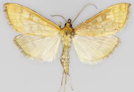 Attēlu rezultāti vaicājumam “Mecyna flavalis”