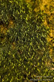 Attēlu rezultāti vaicājumam “Dicranodontium denudatum”