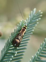 Attēlu rezultāti vaicājumam “Adelidae”