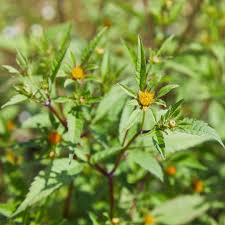 Attēlu rezultāti vaicājumam “Bidens tripartita flower”