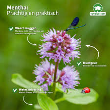 Attēlu rezultāti vaicājumam “Mentha aquatica”