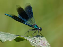 Attēlu rezultāti vaicājumam “Calopteryx splendens”