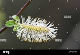Attēlu rezultāti vaicājumam “Salix x doniana flower”