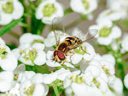 Attēlu rezultāti vaicājumam “Eupeodes nielseni”