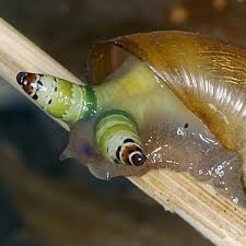 Attēlu rezultāti vaicājumam “Leucochloridium paradoxum larva”