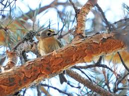 Attēlu rezultāti vaicājumam “Regulus regulus adult”
