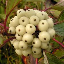 Attēlu rezultāti vaicājumam “Cornus alba”