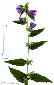 Image result for Campanula trachelium