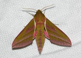 Attēlu rezultāti vaicājumam “Deilephila elpenor imago”