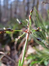 Attēlu rezultāti vaicājumam “Luzula pilosa flower”