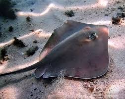 Image result for Pteroplatytrygon violacea