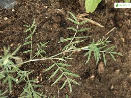 Attēlu rezultāti vaicājumam “Astragalus arenarius leaf”