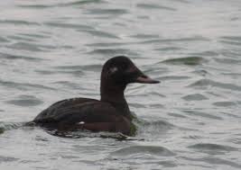 Attēlu rezultāti vaicājumam “Melanitta fusca male”