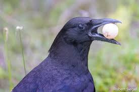 Attēlu rezultāti vaicājumam “Corvidae”