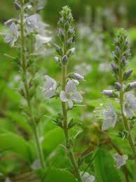 Image result for Veronica officinalis
