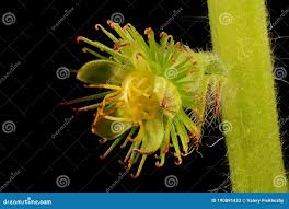 Attēlu rezultāti vaicājumam “Agrimonia eupatoria fruit”